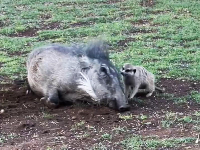 ¡Timón y Pumba en la vida real! Suricato y jabalí se vuelven virales en redes