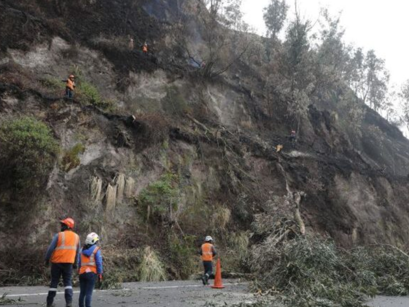 Por cada árbol retirado de la Simón Bolívar se plantarán diez, dice alcalde Muñoz