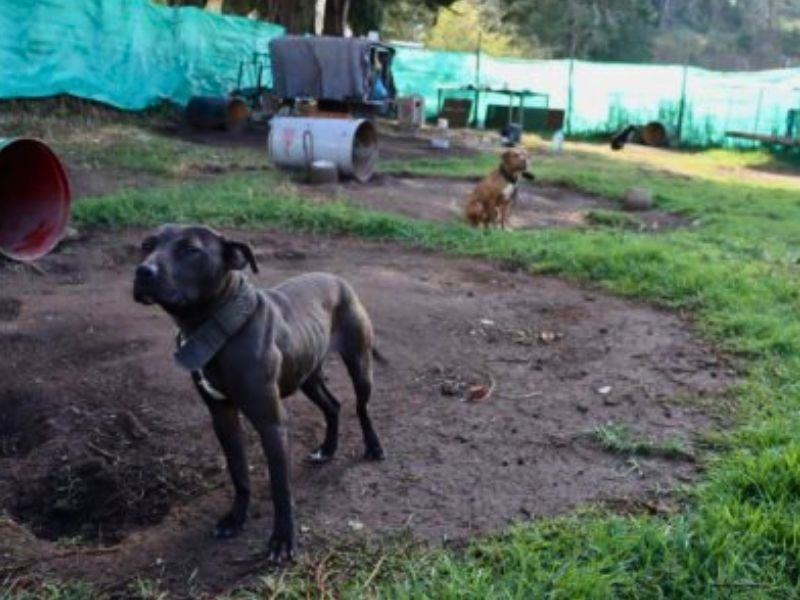 Rescatan a 13 perros maltratados cerca de peaje en Quito: tutor enfrenta multa de USD 15.260