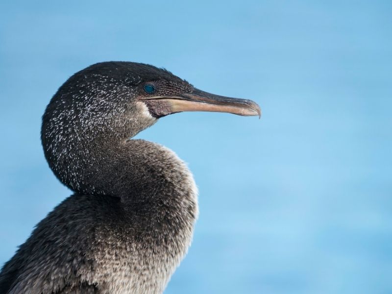 Galápagos: Dos especies amenazadas muestran preocupantes cifras de reproducción