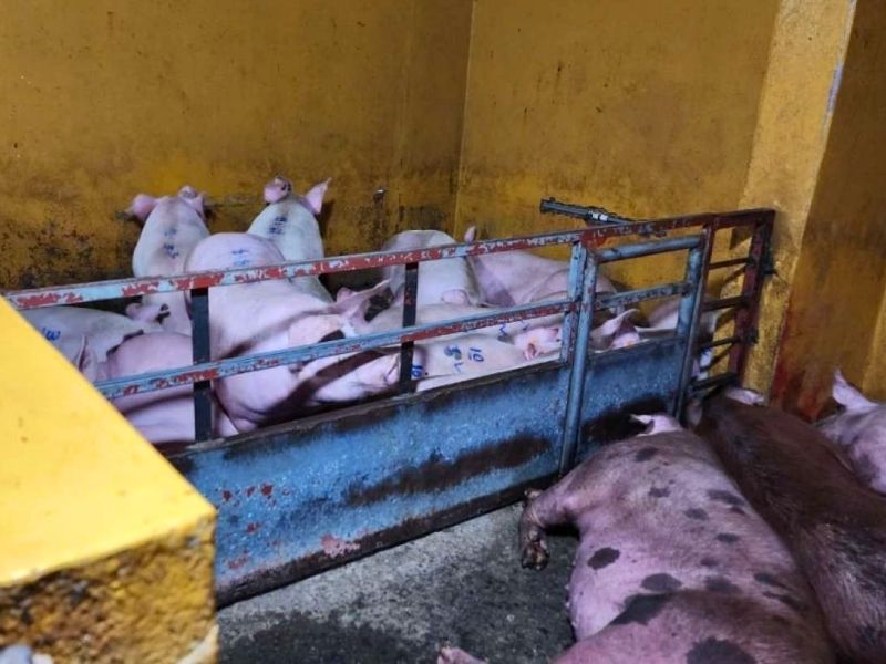 Clausuran camal clandestino en Azuay con cerdos en condiciones deplorables y carne en mal estado