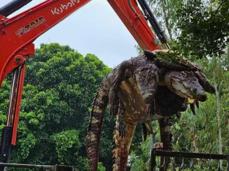 Granjero sacrifica 125 cocodrilos en peligro de extinción tras paso del tifón en Tailandia