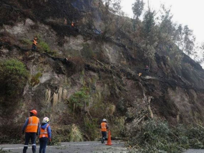 Retiran 561 árboles en la avenida Simón Bolívar: Por cada árbol se plantarán diez, dice alcalde