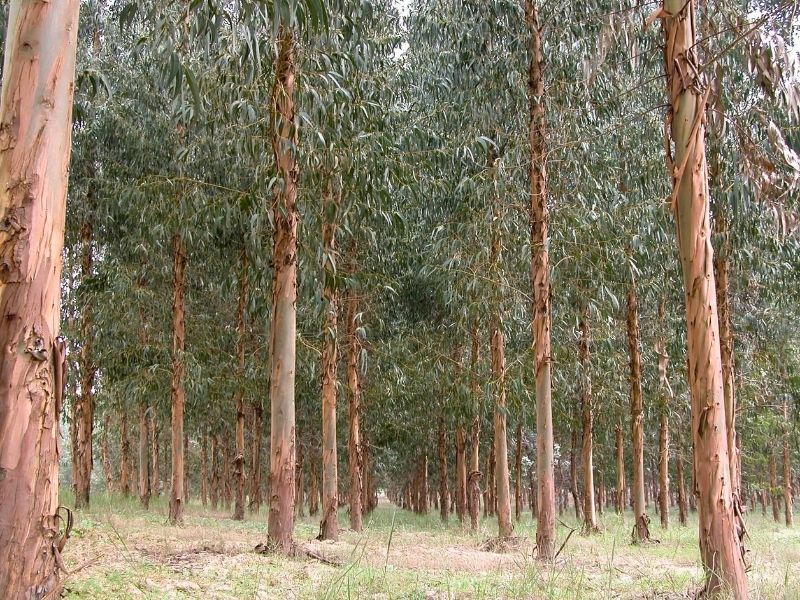 Impacto del eucalipto en los suelos tras incendios forestales