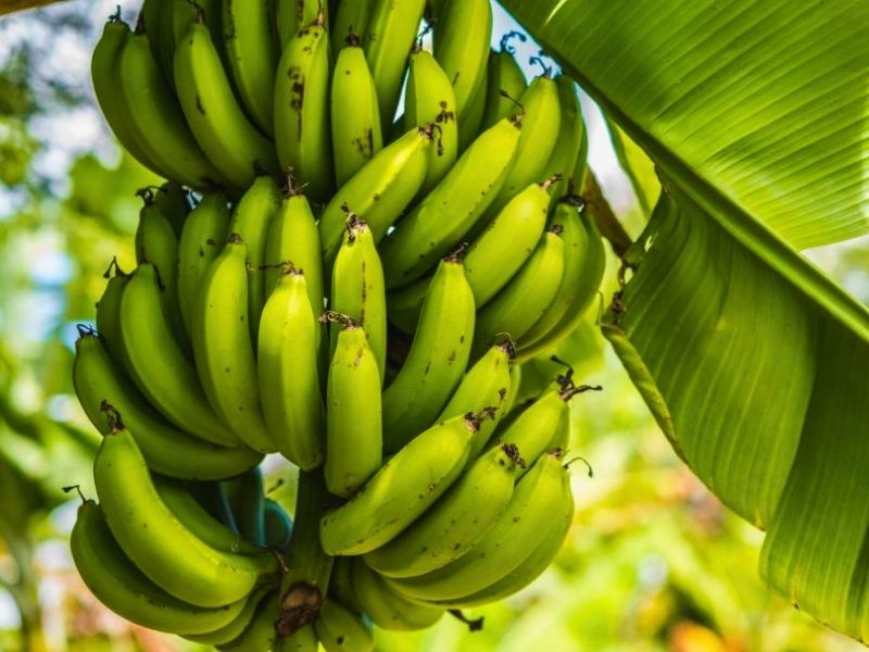 Comer un plátano antes de dormir puede mejorar el sueño de forma natural 