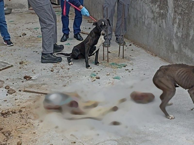 Horror en Guamaní: perros en estado extremo de desnutrición y posible canibalismo conmocionan a Quito