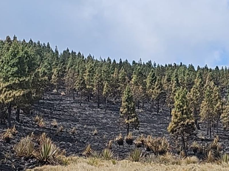 Incendios forestales: más de 10.200 hectáreas de cobertura vegetal destruidas  