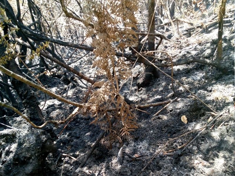 Incendios forestales siguen devastando Azuay