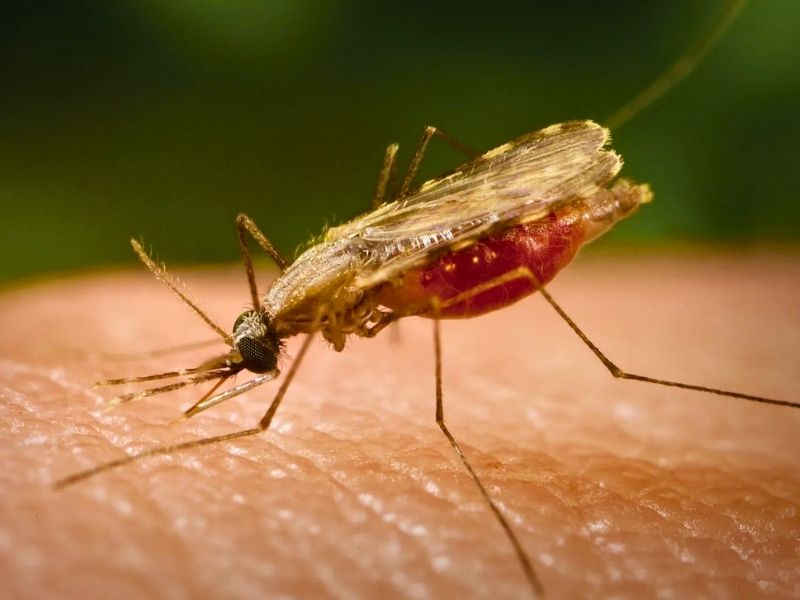 Ecuador registra una baja en los casos de malaria