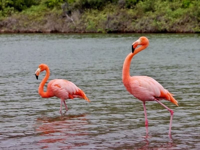 Población de flamingos en Galápagos en estado crítico por cambio climático y especies invasoras