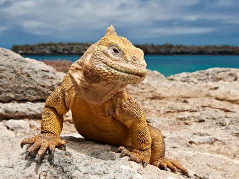 505 iguanas amarillas llegan a la Isla Santiago en un importante paso para la conservación de Galápagos