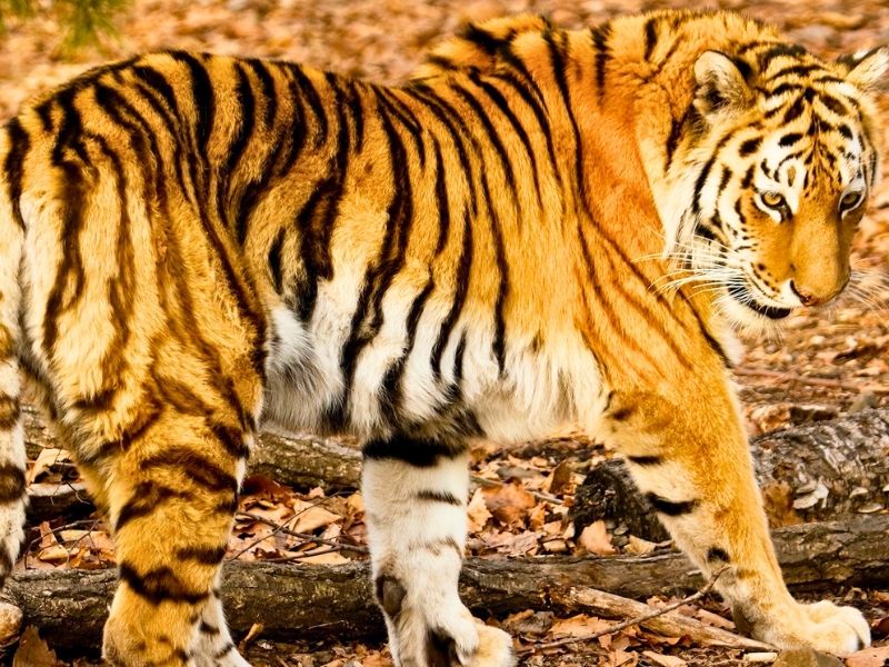 Tigre recorre 200 km para reunirse con su expareja  y tener un cachorro