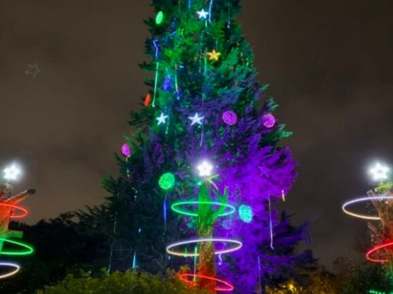 ¡Disfruta del árbol de Navidad vivo ‘más alto de Latinoamérica’ en Quito!