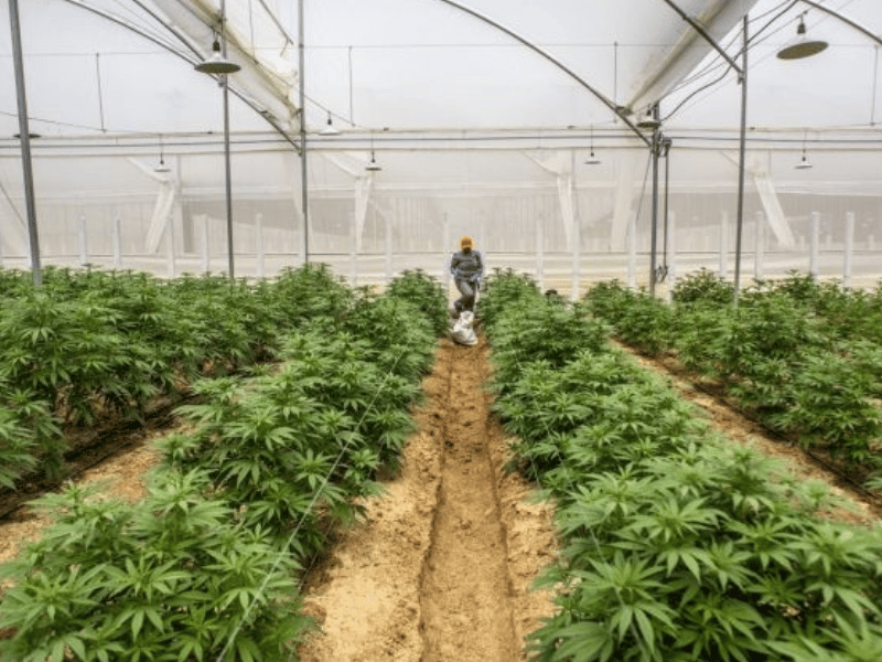 Industria del cannabis no psicoactivo en Ecuador: crecimiento, retos y expectativas para 2025