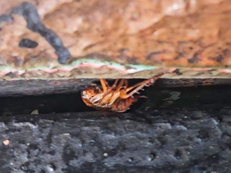 ¡Invasión de cucarachas en restaurante de Guayaquil! Recorrían alimentos y más