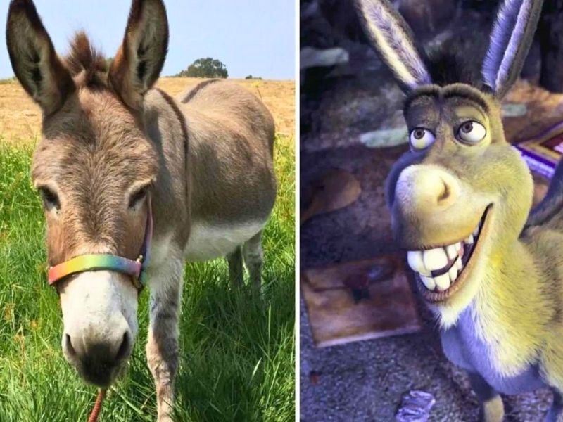 Fallece Perry, el animal que inspiró a ‘Burro’ en Shrek