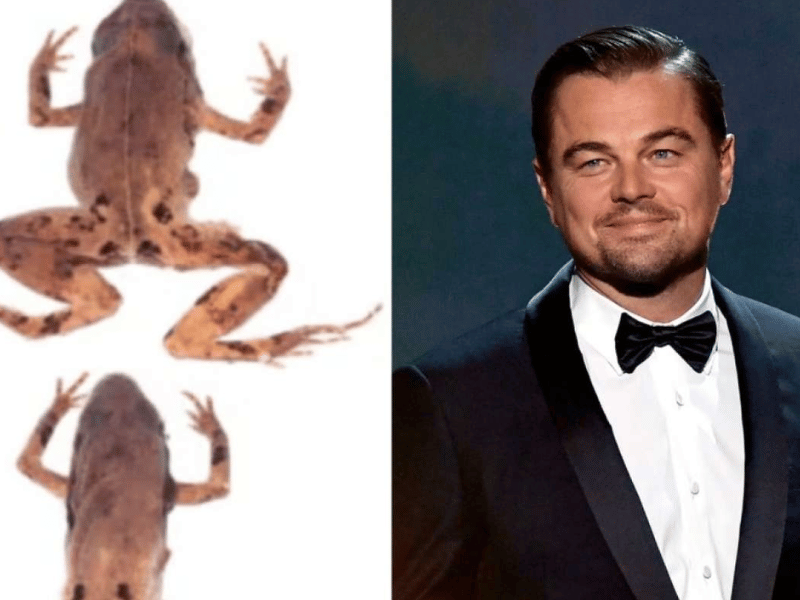 DiCaprio, la nueva especie de ranas en Ecuador