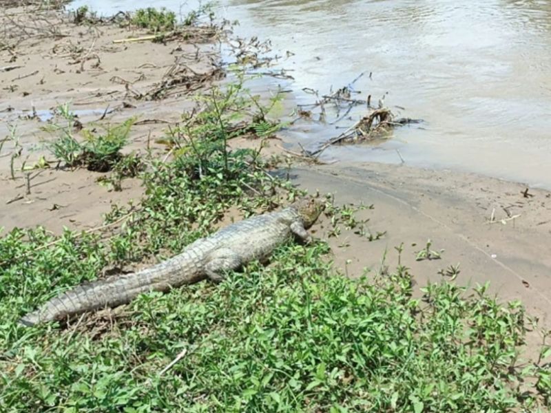 Crecida de ríos en Manabí provoca avistamiento de caimanes