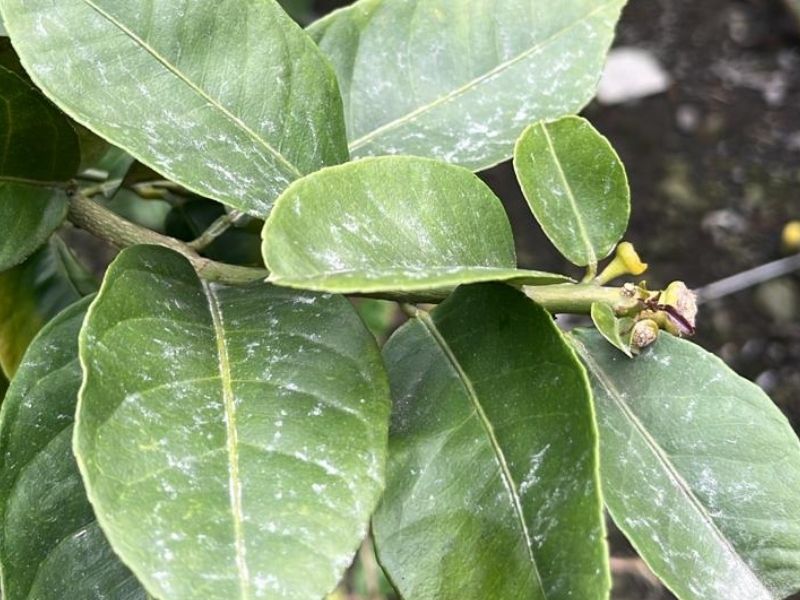 Caída de ceniza leve del volcán Reventador afecta provincias de Napo y Sucumbíos