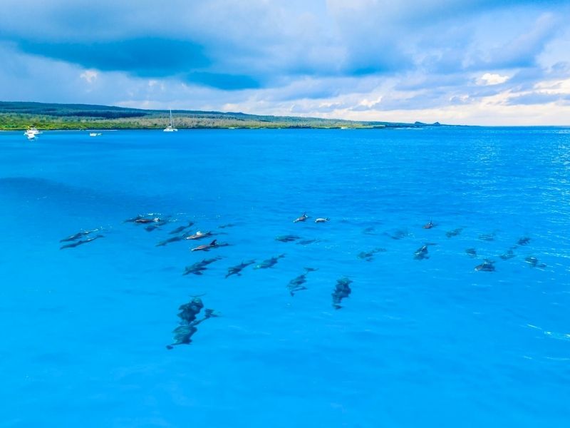 Espectáculo marino en Galápagos: más de cien delfines sorprenden en Floreana