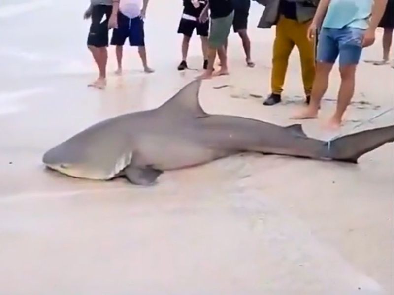 Tiburón toro quedó varado en playa de Crucita y fue capturado por pescadores ante la mirada de turistas