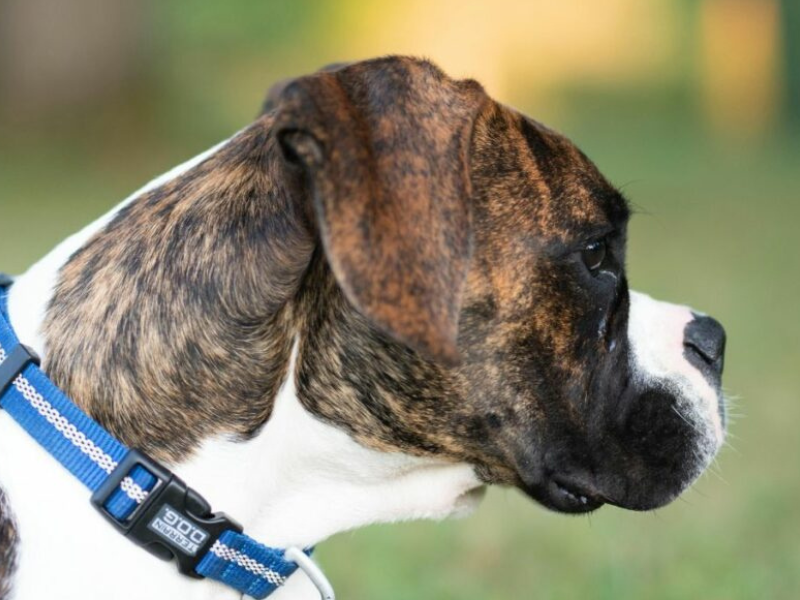 Conmoción en Quito por brutal caso de maltrato animal: perrita es quemada viva en intercambiador