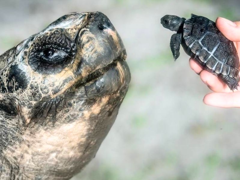 ¡Papá a los 134 años! Goliat, tortuga gigante de Galápagos, celebra su primer hijo en el Zoológico de Miami