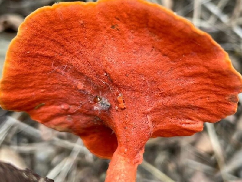 Descubren nuevas especies de hongos en el bosque seco de Arenillas
