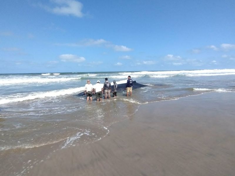 Mueren dos ballenas jorobadas varadas en Playas: críticas por tardía respuesta oficial