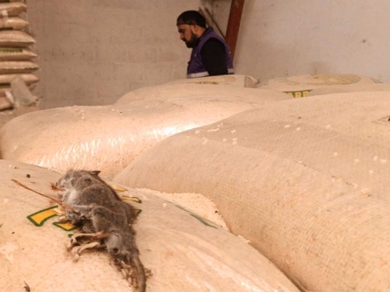 Clausuran envasadora de arroz y azúcar en Cuenca por plaga de ratas y graves fallas sanitarias