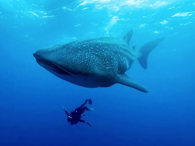Detectan 12 nuevos tiburones ballena en la Reserva Marina de Galápagos
