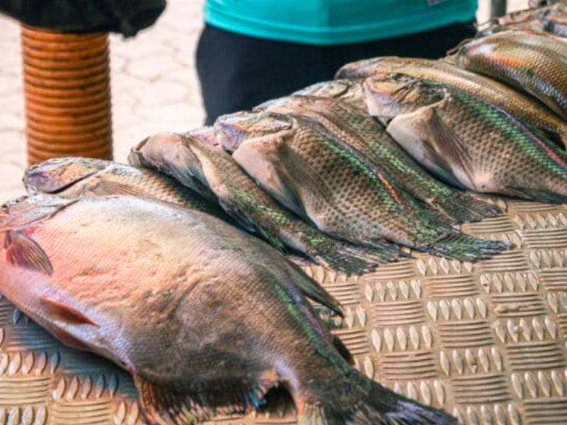 Alerta en la Amazonía: estudio revela metales en pescados vendidos en El Coca