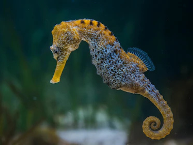 Los caballitos de mar, el enigma marino que revela la salud de los océanos